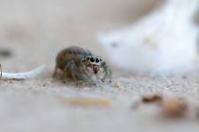 Nathalie VINCENT APONTE - NAVA 3.0