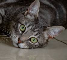 Nathalie VINCENT APONTE - NAVA 3.0